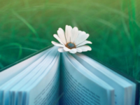 醉花阴·薄雾浓云愁永昼 李清照