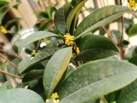 鹧鸪天·桂花 李清照