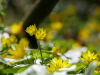 蝶恋花·暖雨晴风初破冻 李清照