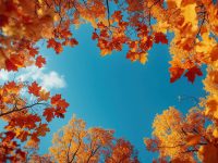 念奴娇·春情 李清照